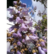 Paulownia tomentosa Paulownia tomentosa